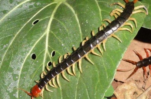 蜈蚣的蜈怎么组词呀