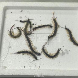 蜈蚣的蜈怎么组词呀