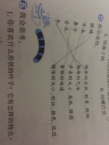 喜欢的叶怎么组词呀 喜欢的叶怎么组词呀