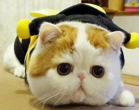 多么的猫怎么组词