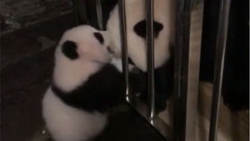 毛茸茸的茸怎么组词