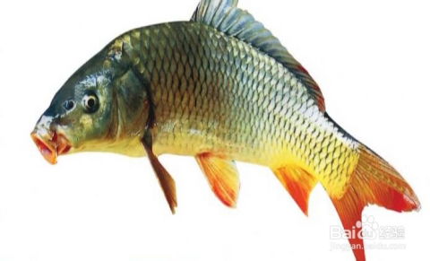 鲤鱼的鲤怎么组词啊