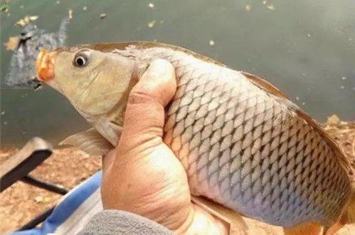 鲤鱼的鲤怎么组词啊