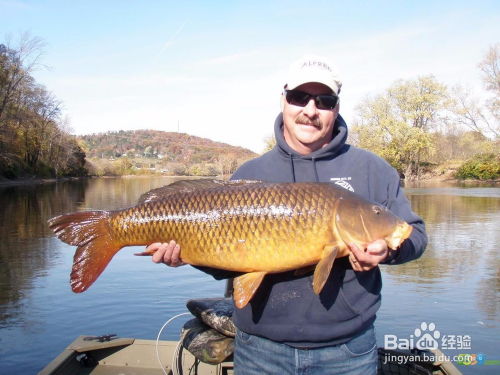 鲤鱼的鲤怎么组词啊