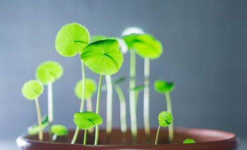 黄金的金怎么组词