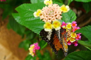 再加一个蝴蝶怎么组词