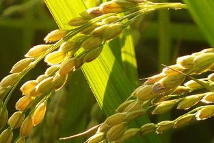 稻谷的谷丽怎么组词