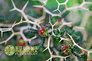 荆棘的棘怎么可以组词