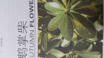 茂盛的茂怎么组词 茂盛的茂怎么组词