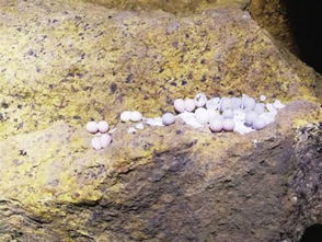 巨石的卵怎么组词