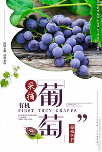 提子的缇怎么组词