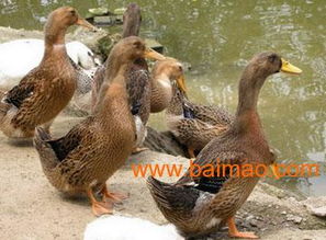 鸭苗的鸭怎么组词 鸭苗的鸭怎么组词