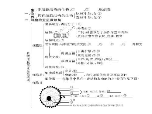 细胞的包包怎么组词