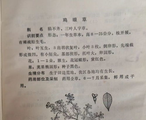 叶子的籽能怎么组词