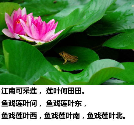 描写荷花的荷怎么写组词