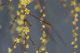 砍树的坎坷怎么组词 砍树的坎坷怎么组词