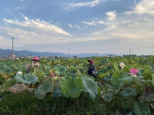采莲采怎么组词 采莲采怎么组词