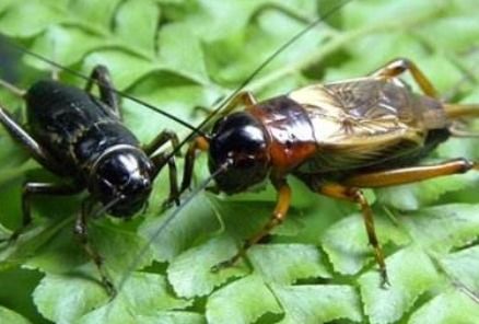 蟋和蟀组词怎么组