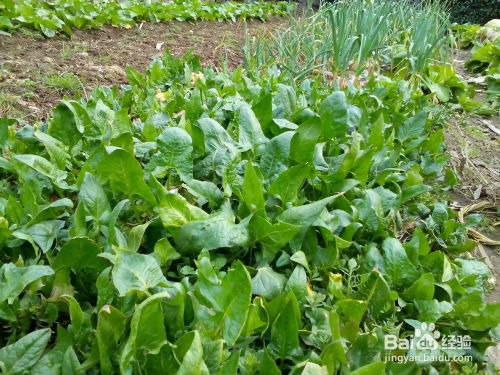 小菜小菜园怎么组词