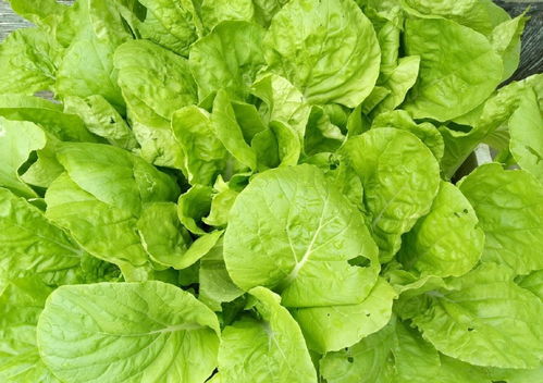 小菜小菜园怎么组词