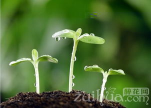 嫩芽的嫩要怎么组词