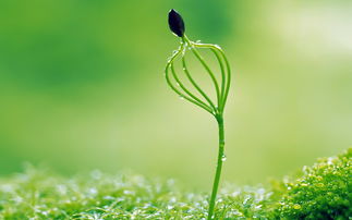 嫩芽的嫩要怎么组词