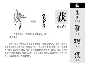 腱组词