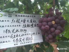 葡萄的葡怎么怎么组词