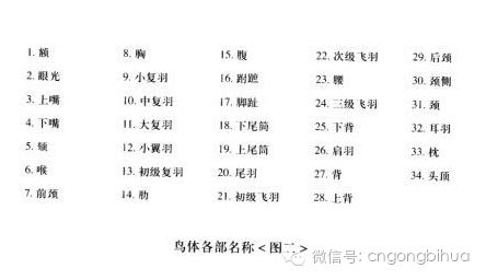 描写鸟怎么组词