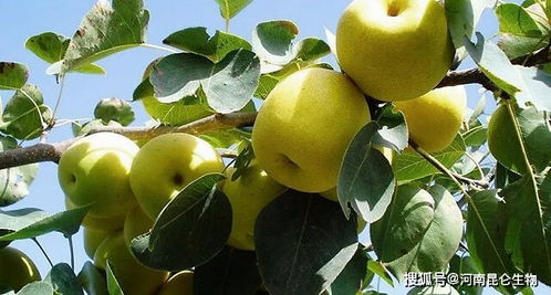 梨子能怎么组词呢 梨子能怎么组词呢