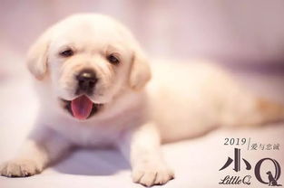 小度小狗怎么组词