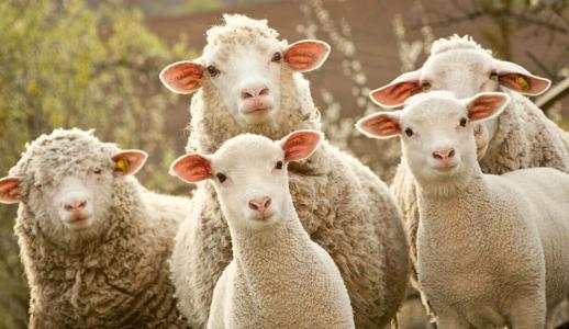 羊的眼怎么组词啊