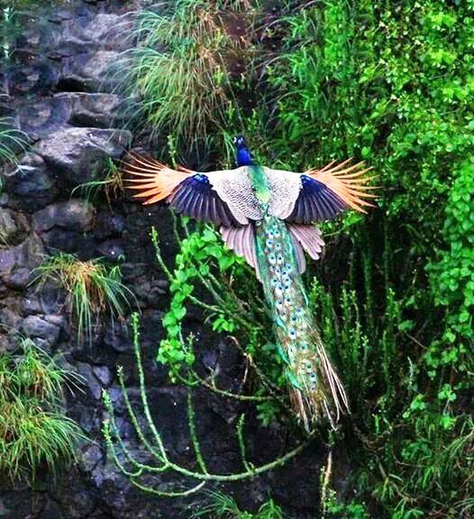 孔雀雀的雀怎么组词