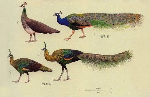 孔雀雀的雀怎么组词