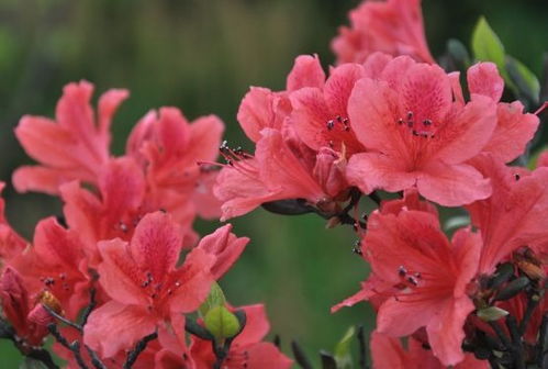 杜鹃的度怎怎么组词 杜鹃的度怎怎么组词