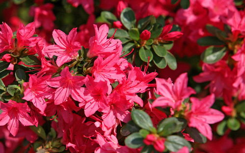 杜鹃的度怎怎么组词 杜鹃的度怎怎么组词