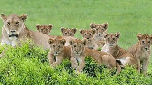 我要看狮子的狮怎么组词