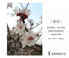 杏花的杏怎么组词哎呀