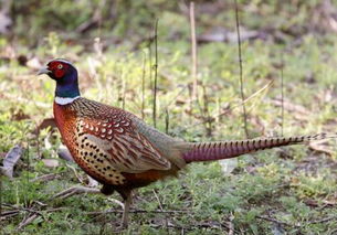 野鸡怎么组词 野鸡怎么组词