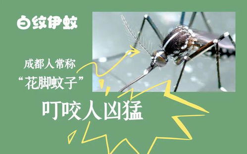 蚊子嗡嗡嗡组词怎么写