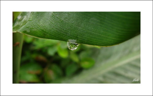 小露珠怎么做组词 小露珠怎么做组词