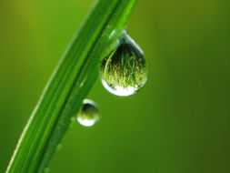 小露珠怎么做组词 小露珠怎么做组词