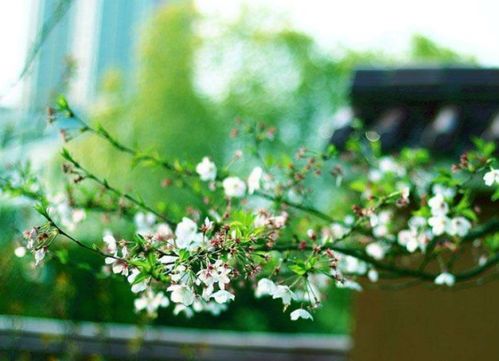 春天的春冲怎么组词