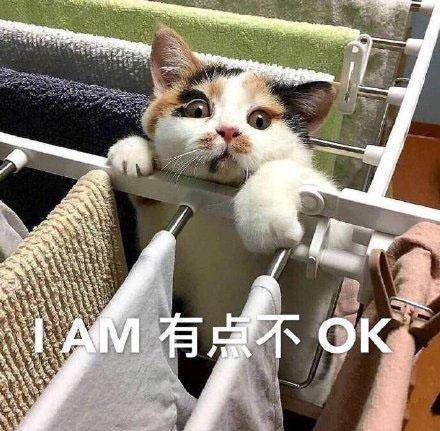 茅房猫怎么组词
