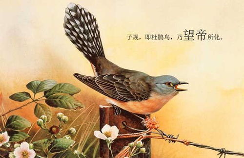 啼怎么组词啼叫的啼 啼怎么组词啼叫的啼