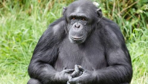 啼怎么组词啼叫的啼 啼怎么组词啼叫的啼