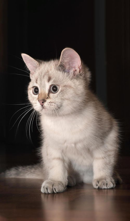 猫怎么组词毛毛虫