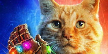 猫怎么组词毛毛虫