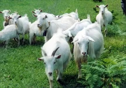 山羊的羊但言怎么组词