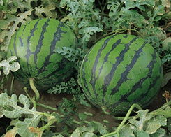 西瓜仔怎么组词 西瓜仔怎么组词